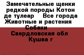 Замечательные щенки редкой породы Котон де тулеар  - Все города Животные и растения » Собаки   . Свердловская обл.,Кушва г.